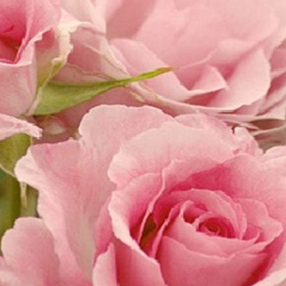 Meet your Posher, PiNK_PolkaDot♡ - Picture 3 of 16